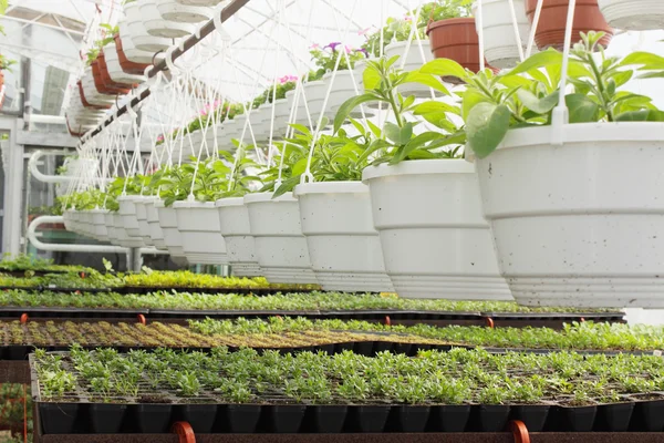 Seedlings of petunias — Stock Photo, Image