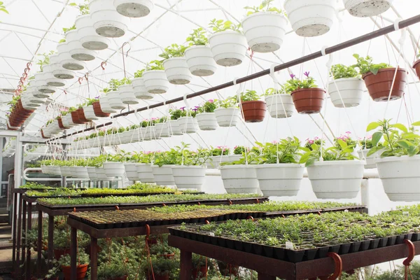 Greenhouse — Stock Photo, Image