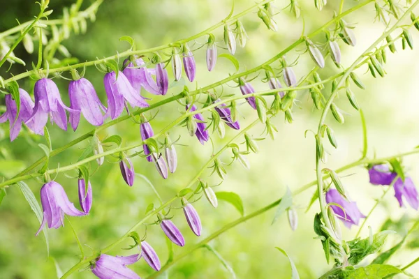 Violette Glocke — Stockfoto