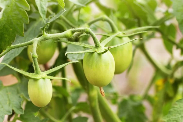 Green tomatoes in the garden — Stock Photo, Image