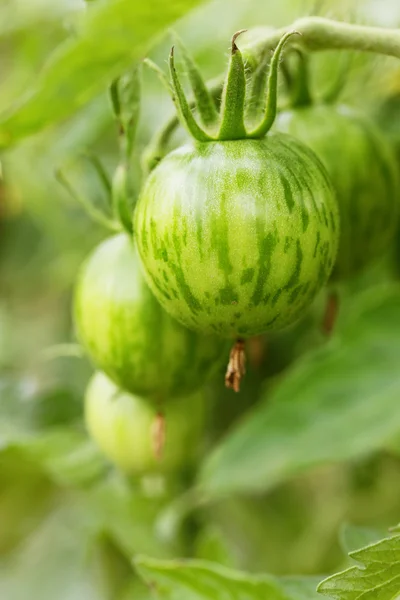 Groene tomaten op een bed — Stockfoto