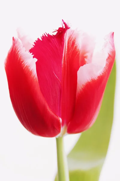 Beautiful  tulip terry Stock Picture