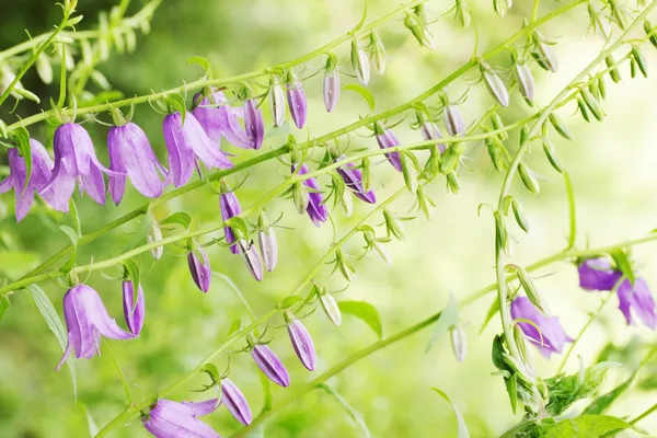 Cloche violette fleur images libres de droit, photos de Cloche violette  fleur | Depositphotos