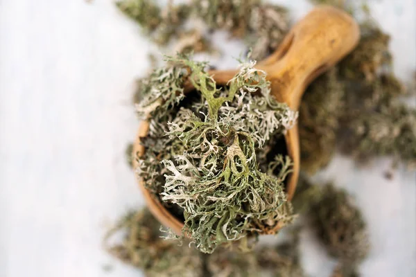 Kurumuş İzlanda yosunu, beyaz arka planda öksürük tedavisi