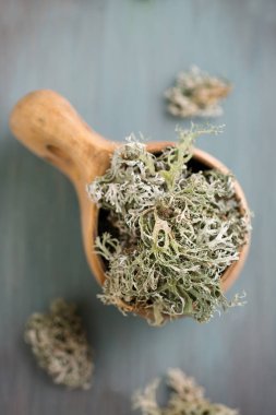 Kurumuş İzlanda yosunu, beyaz arka planda öksürük tedavisi