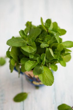 Bir buket taze İspanyol nane yaprağı, üst manzara.