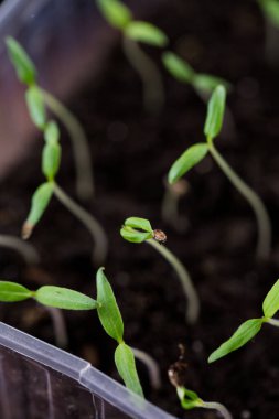 Bir kutu toprak içinde küçük domates filizleri.