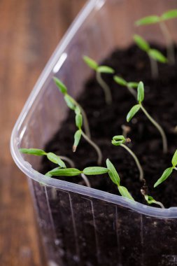 Bir kutu toprak içinde küçük domates filizleri.
