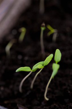 Bir kutu toprak içinde küçük domates filizleri.