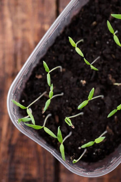 Small Tomato Sprouts Box Soil — Stock Photo, Image