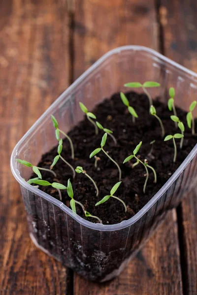 Små Tomatgroddar Låda Jord — Stockfoto