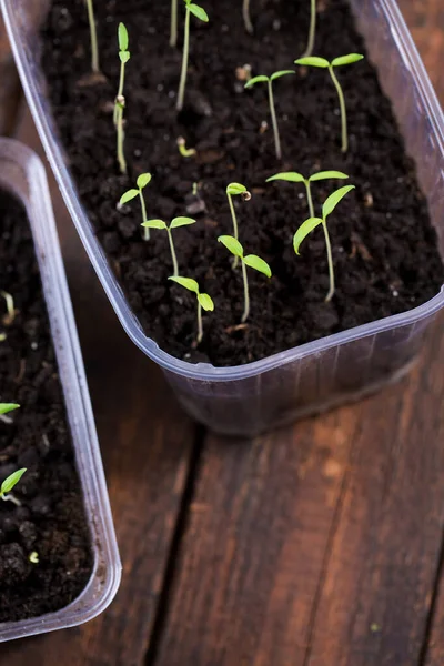 Kleine Tomatenspruiten Een Doos Grond — Stockfoto