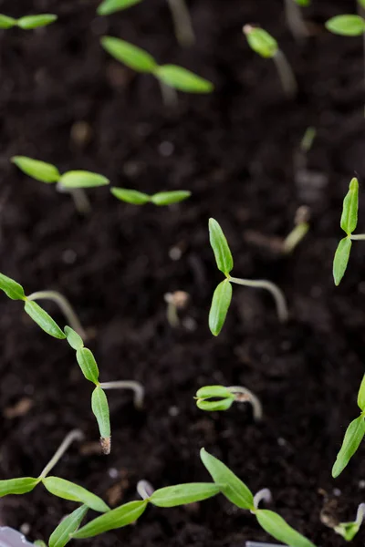 Piccoli Germogli Pomodoro Una Scatola Terreno — Foto Stock