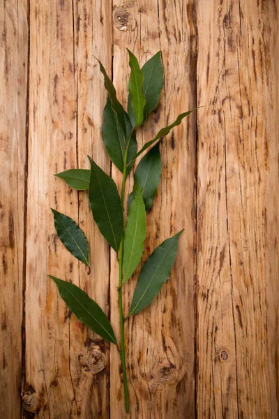 Laurel Tree Branch Wooden Background Rustic Style — Stock Photo, Image