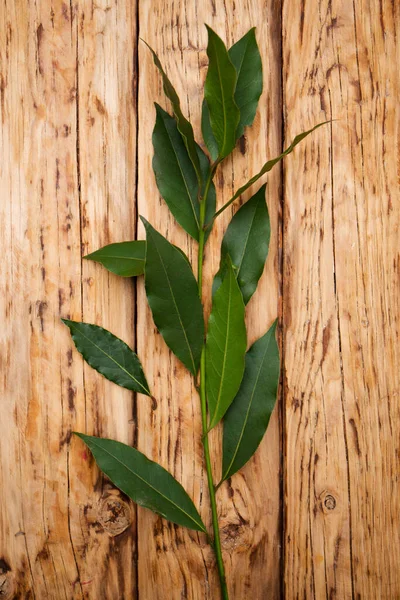 Lorbeerzweig Auf Holzgrund Rustikalen Stil — Stockfoto