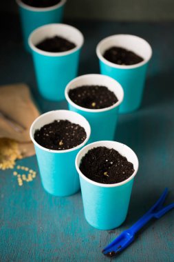 Bahçeye ekmeden önce biber tohumu serpiyorum.