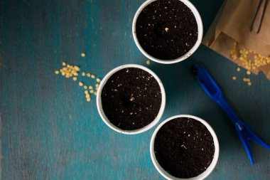 Bahçeye ekmeden önce biber tohumu serpiyorum.