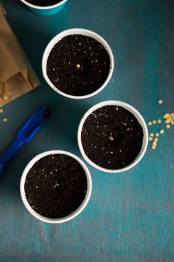 Bahçeye ekmeden önce biber tohumu serpiyorum.