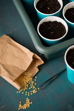 Bahçeye ekmeden önce biber tohumu serpiyorum.