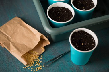 Bahçeye ekmeden önce biber tohumu serpiyorum.