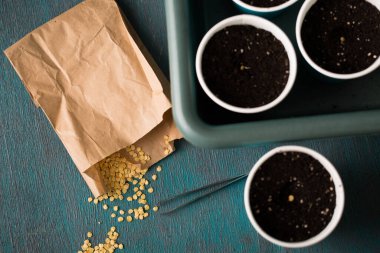 Bahçeye ekmeden önce biber tohumu serpiyorum.