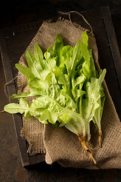 Ensalada Verde Jugosa Fresca Naturaleza Muerta Estilo Rústico —  Fotos de Stock