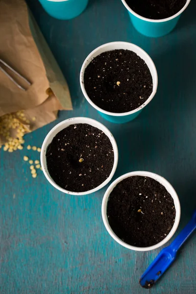 Bahçeye ekmeden önce biber tohumu serpiyorum.