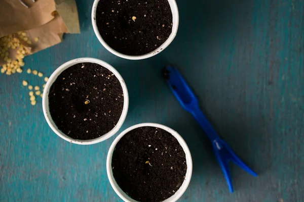 Bahçeye Ekmeden Önce Biber Tohumu Serpiyorum — Stok fotoğraf