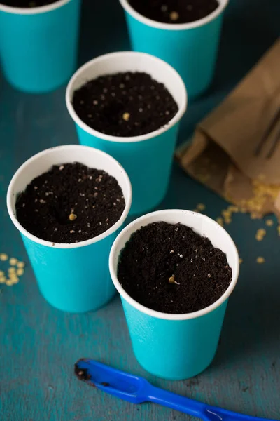 Sprouting Sementes Pimenta Antes Plantar Jardinagem — Fotografia de Stock