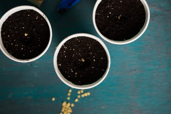 Brotando Semillas Pimienta Antes Plantar Jardinería — Foto de Stock