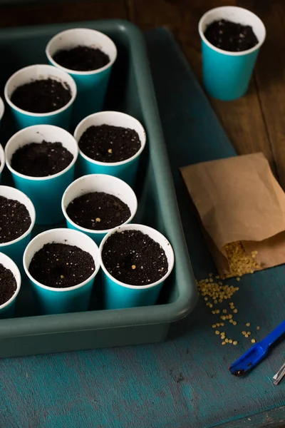 Brotando Semillas Pimienta Antes Plantar Jardinería —  Fotos de Stock