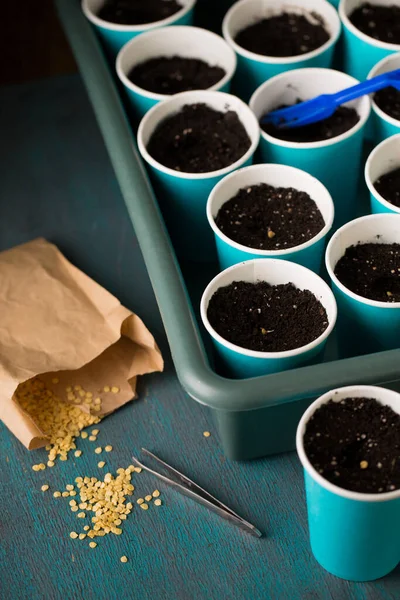 Sprouting Sementes Pimenta Antes Plantar Jardinagem — Fotografia de Stock