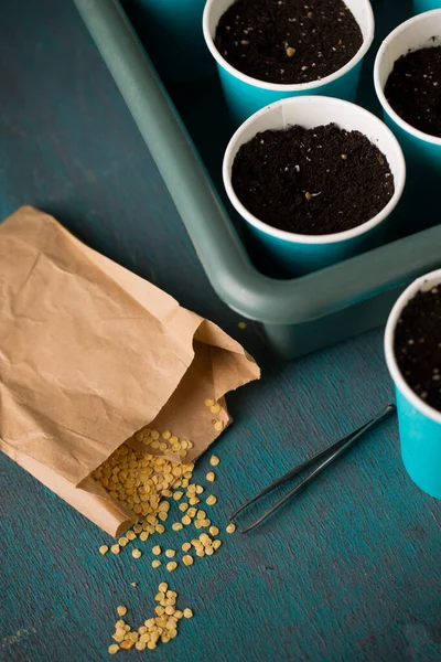 Sprouting Sementes Pimenta Antes Plantar Jardinagem — Fotografia de Stock