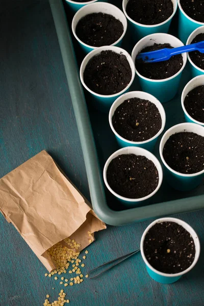 Brotando Semillas Pimienta Antes Plantar Jardinería —  Fotos de Stock