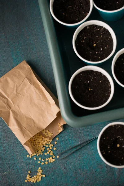 Sprouting Sementes Pimenta Antes Plantar Jardinagem — Fotografia de Stock