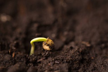 Biber tohumu tohumdan çıkıyor, yakın plan. Hayat bahçesinde