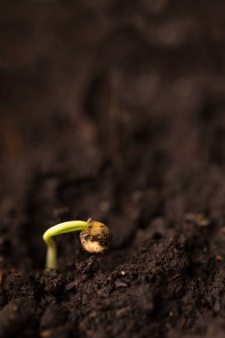 Biber tohumu tohumdan çıkıyor, yakın plan. Hayat bahçesinde