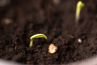 Biber tohumu tohumdan çıkıyor, yakın plan. Hayat bahçesinde