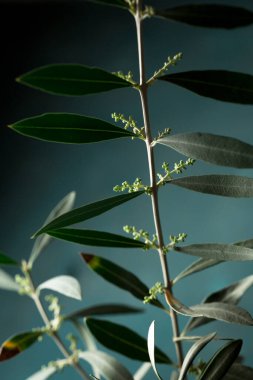 Genç zeytin ağacı beyaz bir tencerede koyu bir arka planda