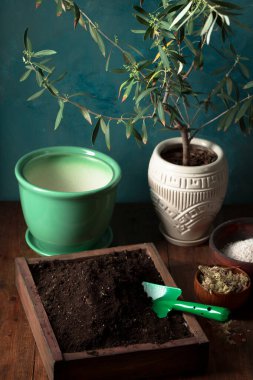 Genç bir zeytin ağacını yeni bir kaba naklediyorum. Kırsal yaşam