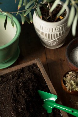 Genç bir zeytin ağacını yeni bir kaba naklediyorum. Kırsal yaşam