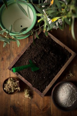 Genç bir zeytin ağacını yeni bir kaba naklediyorum. Kırsal yaşam