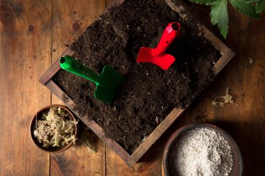 Genç defne ağaçlarını yeni topraklı çömleklere naklediyorum. Kırsal yaşam