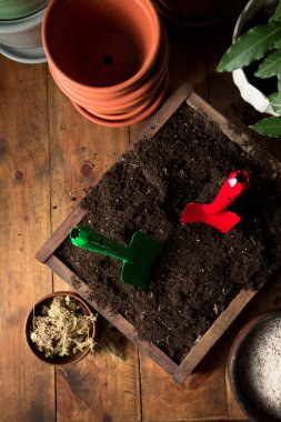 Genç defne ağaçlarını yeni topraklı çömleklere naklediyorum. Kırsal yaşam