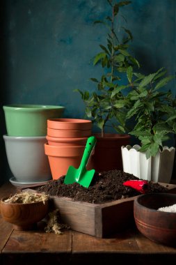 Genç defne ağaçlarını yeni topraklı çömleklere naklediyorum. Kırsal yaşam