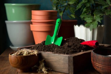 Genç defne ağaçlarını yeni topraklı çömleklere naklediyorum. Kırsal yaşam