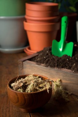 Genç defne ağaçlarını yeni topraklı çömleklere naklediyorum. Kırsal yaşam