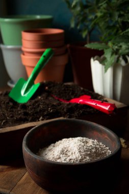 Genç defne ağaçlarını yeni topraklı çömleklere naklediyorum. Kırsal yaşam