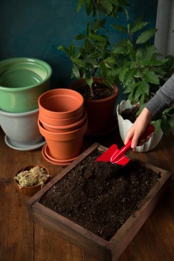 Baharda saksıya bitki nakleden bir kız. Kırsal yaşam