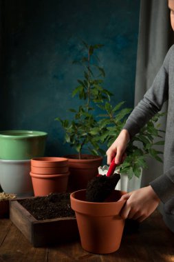 Baharda saksıya bitki nakleden bir kız. Kırsal yaşam